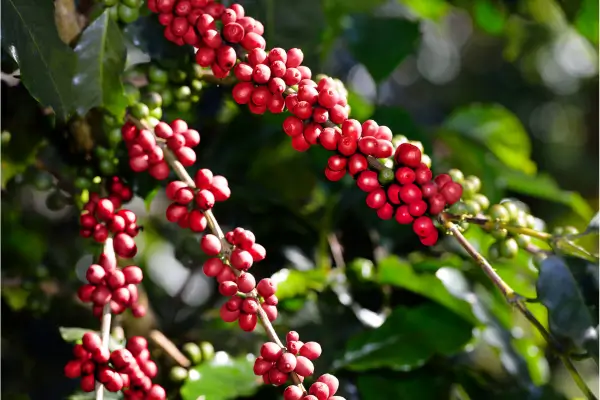 Como plantar café
