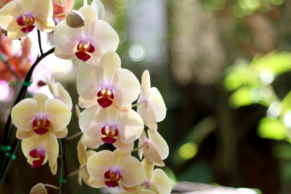 Como plantar orquídeas